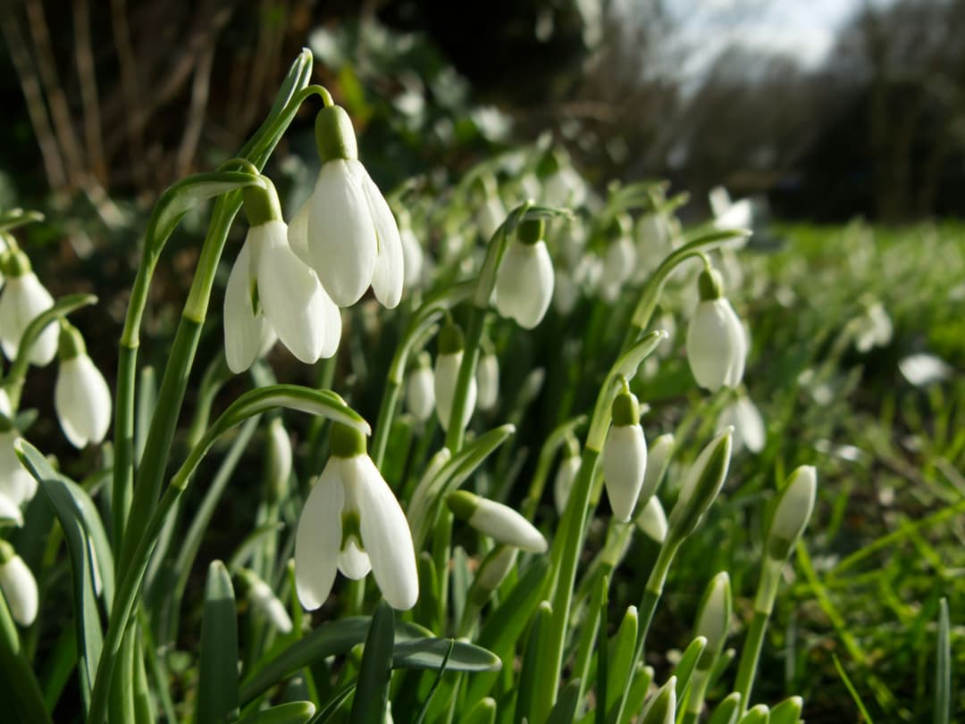 White January: Mental health care from January to January