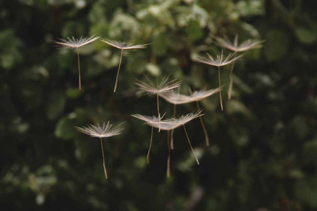 A wish for you